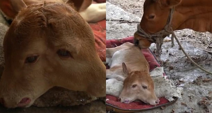 Con bê đột biến với hai đầu khiến nhiều người kinh hãi.