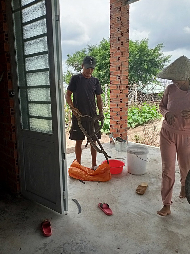 Anh T. bắt rắn để mưu sinh, kiếm tiền lo cho hai con nhỏ. Ảh Vietnamnet