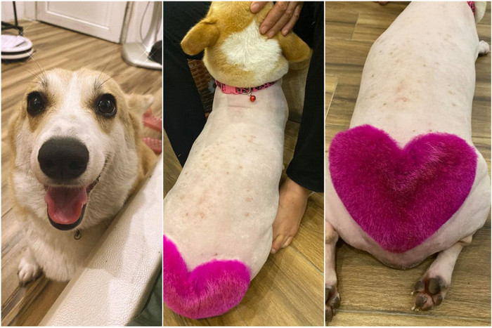 Cậu chàng corgi với bờ mông trái tim hồng tình yêu từng khiến dân mạng chao đảo.