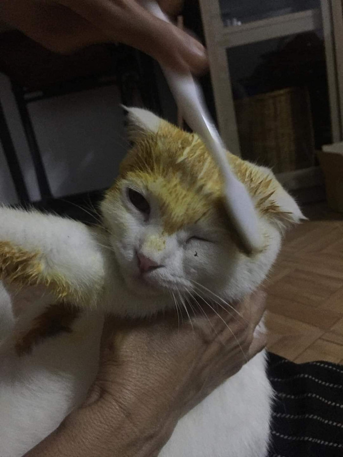 Chú mèo trắng được bôi thuốc nghệ để trị nấm