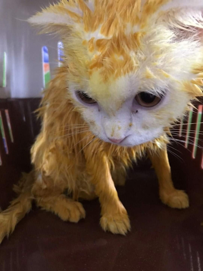 Hình ảnh chú mèo sau khi vừa bôi thuốc xong, trông vẫn còn khá hoang mang, chưa hiểu chuyện gì đang xảy ra