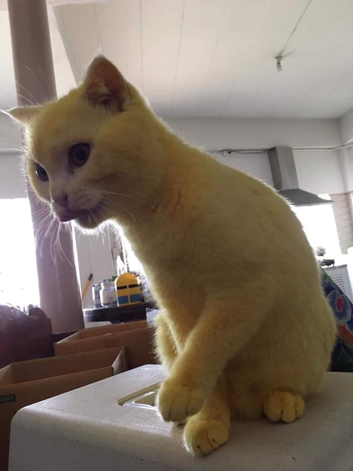 Tìm thấy 'em họ' của Pikachu ngoài đời thật, dân mạng xuýt xoa vì chú mèo quá đáng yêu Ảnh 6