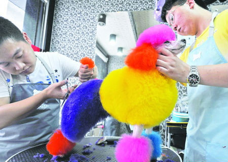 Chú chó này tên là Qiuqiu, sống ở Trung Quốc, nổi tiếng vì lúc nao cũng khoác trên mình những cục bông đầy màu sắc.