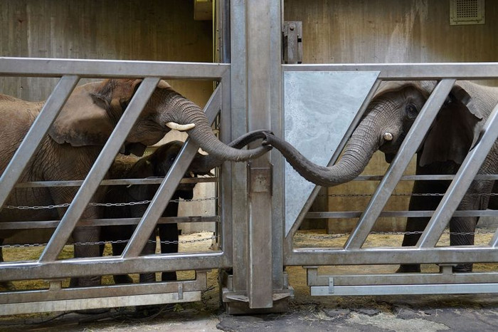 Xúc động khoảnh khắc mẹ con voi đoàn tụ sau 12 năm xa cách Ảnh 3