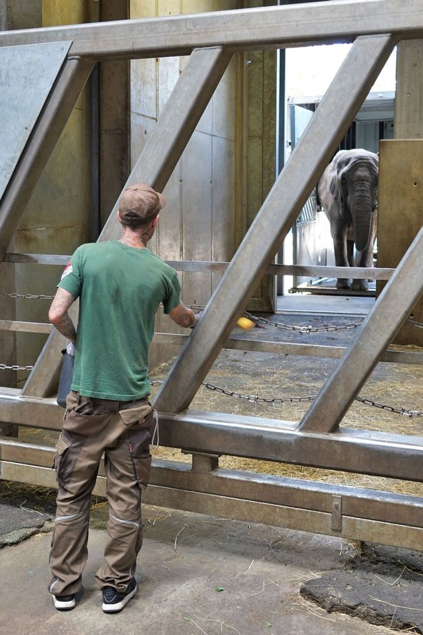 Xúc động khoảnh khắc mẹ con voi đoàn tụ sau 12 năm xa cách Ảnh 5