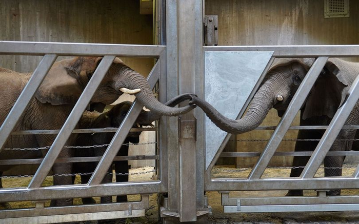 Xúc động khoảnh khắc mẹ con voi đoàn tụ sau 12 năm xa cách Ảnh 2