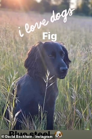 Gia đình Beckham thi nhau đăng ảnh cùng cún cưng nhân kỷ niệm ngày Quốc tế Chó Ảnh 5