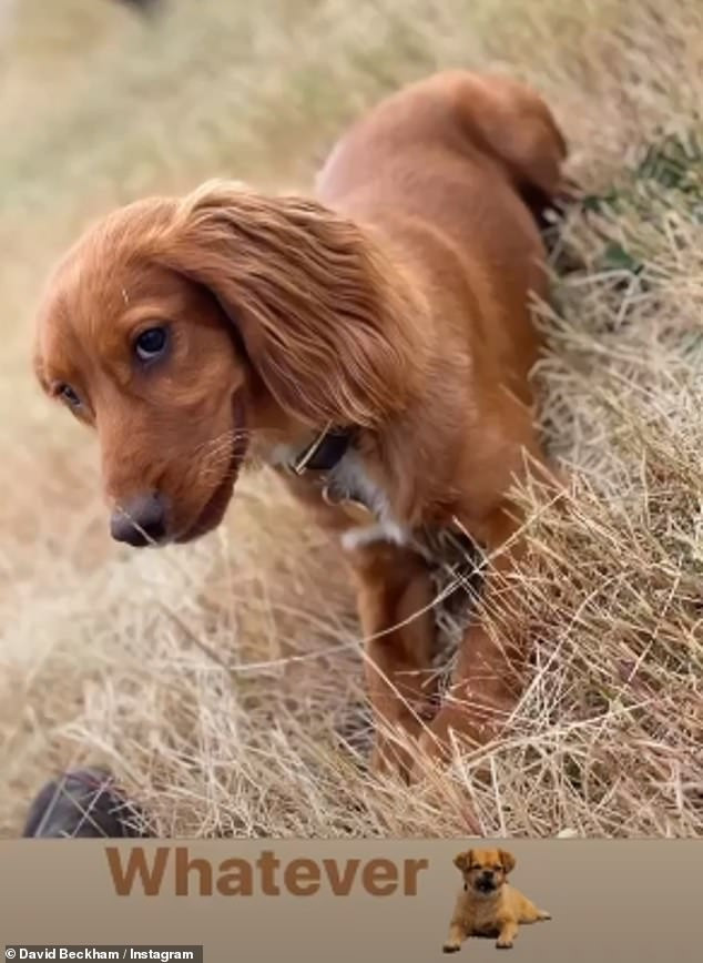 Gia đình Beckham thi nhau đăng ảnh cùng cún cưng nhân kỷ niệm ngày Quốc tế Chó Ảnh 6