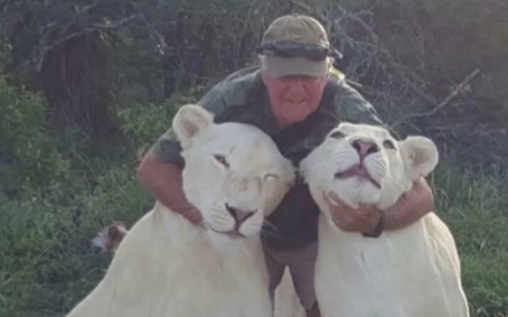 Bị sư tử chính tay mình nuôi lớn tấn công, nhà bảo tồn động vật chết thảm Ảnh 2