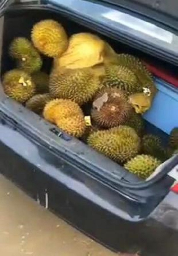 Thành quả thu được sau khi hôi của.