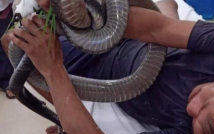 Tình hình sức khoẻ bệnh nhân bị rắn hổ mang chúa cắn đã có nhiều dấu hiệu khả quan Ảnh 2