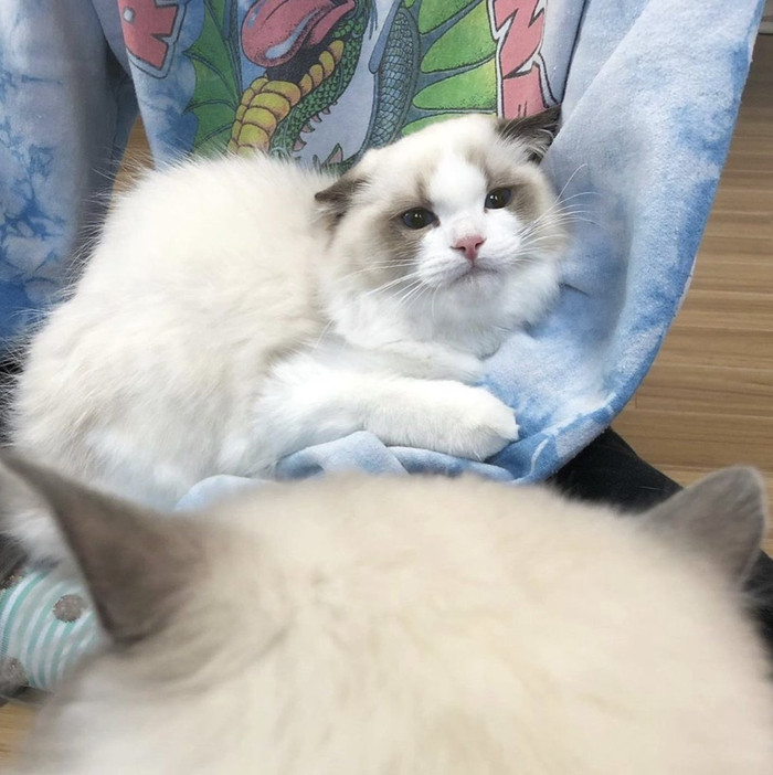 Chân dung chú mèo Lily.