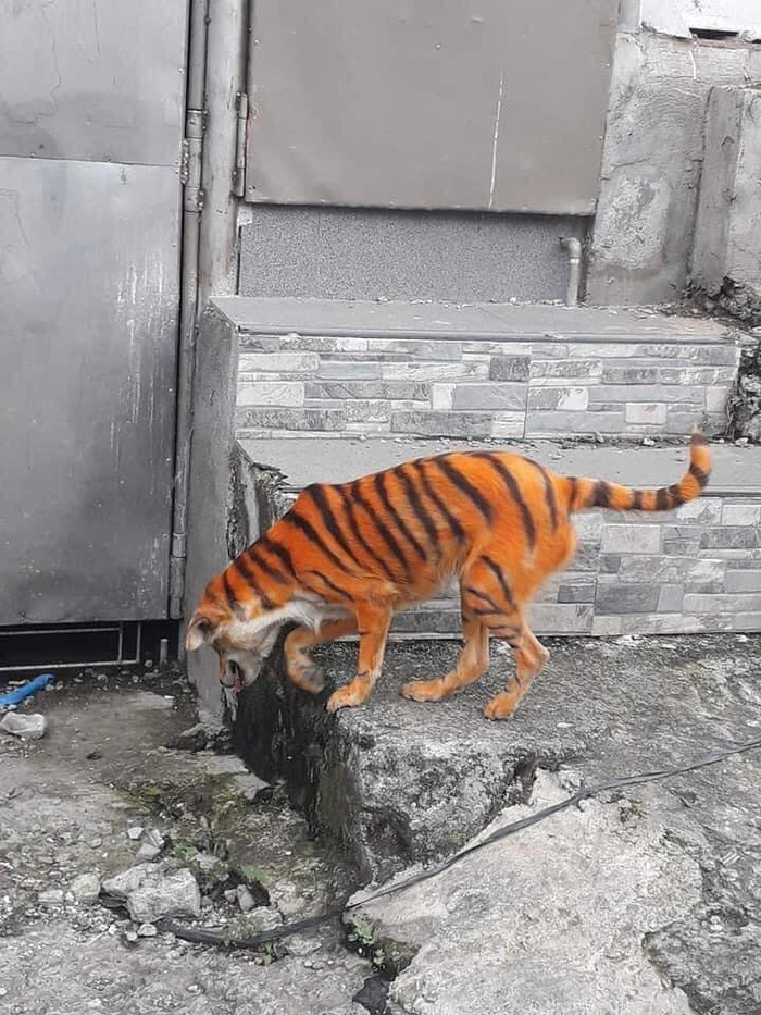 Tưởng hổ xổng chuồng nhưng dân mạng lại được dịp 'cười ngất' bởi màn 'cosplay' không đụng hàng của 'boss' Ảnh 6