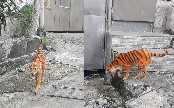 Tưởng hổ xổng chuồng nhưng dân mạng lại được dịp 'cười ngất' bởi màn 'cosplay' không đụng hàng của 'boss' Ảnh 2