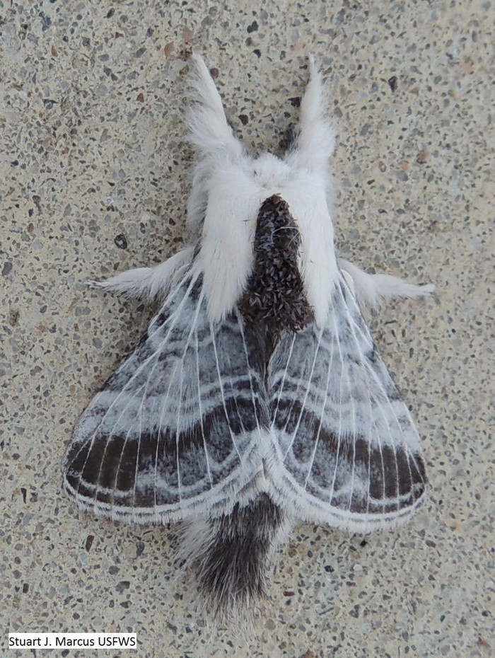 Tham dự sân khấu VMAs 2020 Lady Gaga vẫn không quên chống dịch với outfit siêu độc lạ Ảnh 8