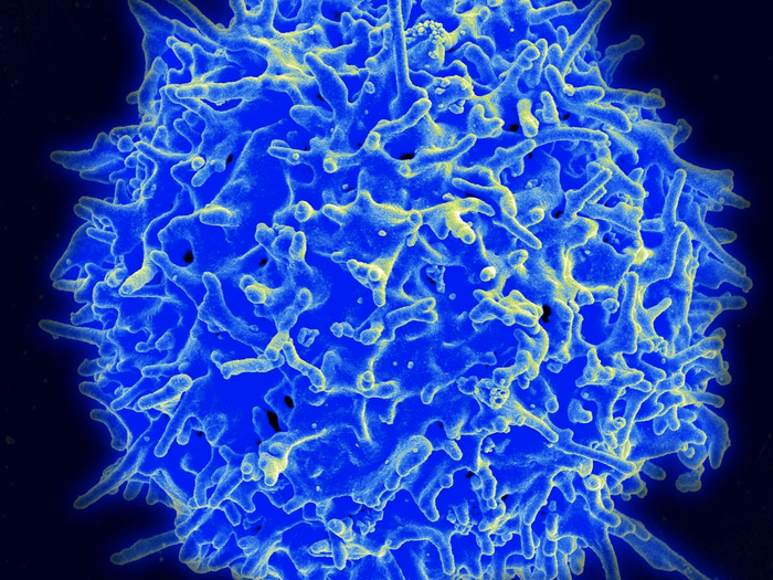  Tế bào T là một loại tế bào bạch cầu giúp hệ miễn dịch phát hiện và tiêu diệt các virus xâm nhập. (Ảnh: NIAID)