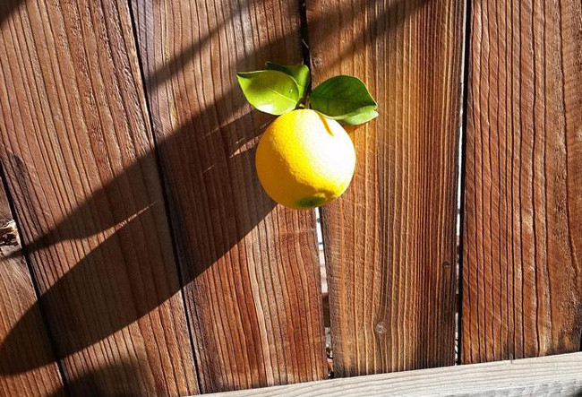 Vừa ra được mấy quả thì đã có 'em' thích đi 'lạc' rồi đây. Kẽ hàng rào có tí xiu vẫn chui qua được, võ công thâm hậu thật sự!