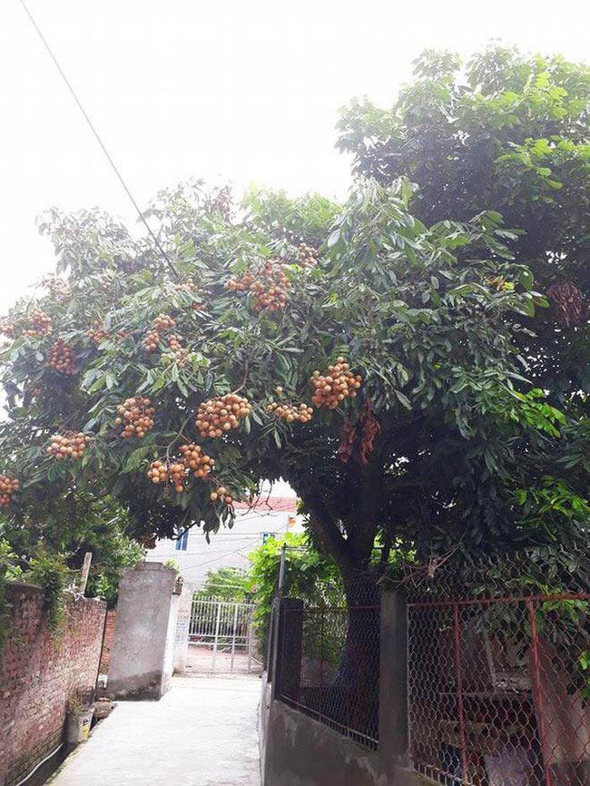 'Góc' cây nhãn khó hiểu: cùng 1 cây mà nửa trong nhà thì tịt giống, nửa chìa ra đường thì trĩu quả. 