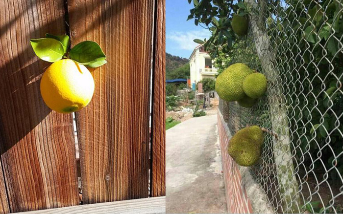 'Dở khóc dở cười' với những 'thảm họa' trái cây 'gốc nhà mình, quả nhà hàng xóm' khiến gia chủ ngậm ngùi Ảnh 2