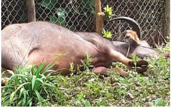 Bắn hạ trâu điên đi lang thang húc nhiều người bị thương Ảnh 2