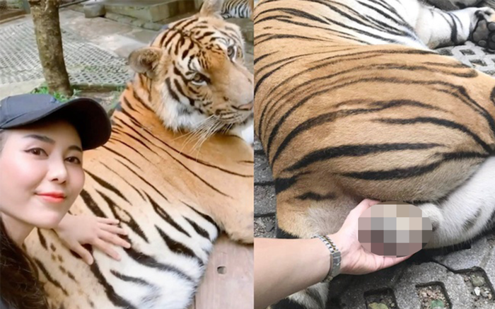 Nữ du khách bị chỉ trích vì chọc ghẹo chỗ 'nhạy cảm' của hổ Ảnh 2