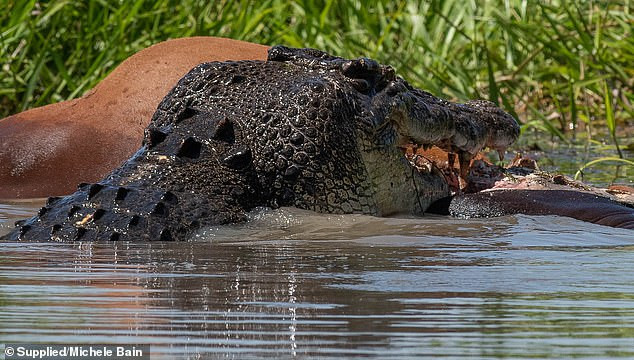 Cá sấu dài 4 mét lao vào cắn xé con bò.