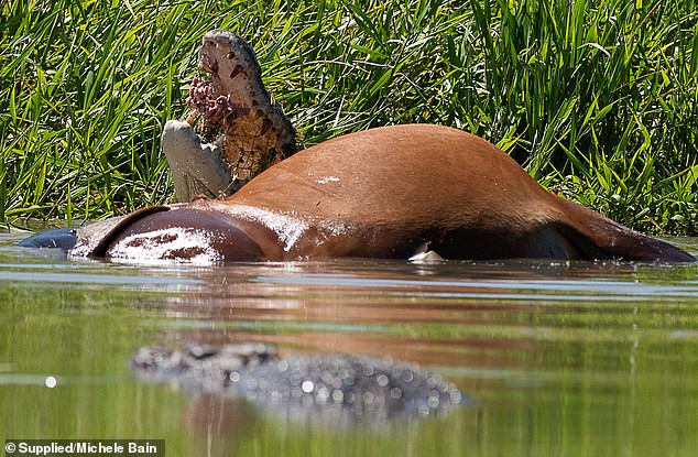 Hãi hùng giây phút 20 cá sấu sát thủ tranh nhau xé xác một con bò Ảnh 3