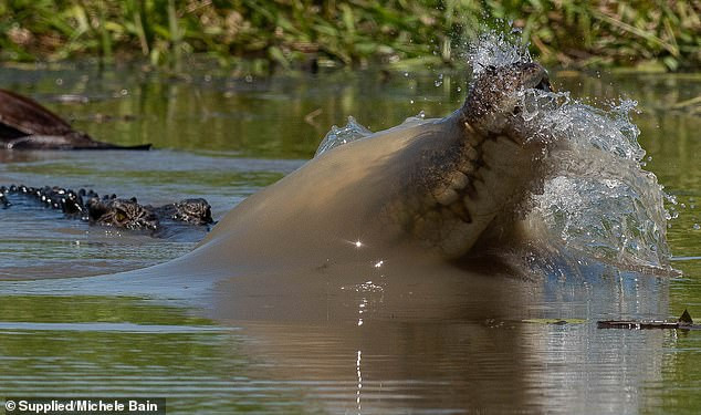 20 con cá sấu tranh giành, xâu xé con bò.