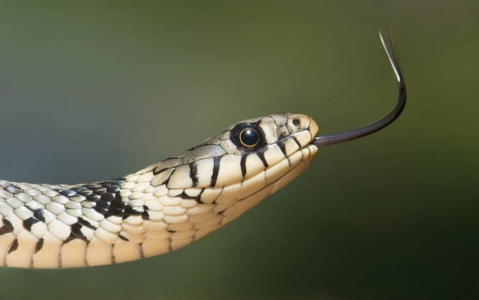 Thiếu niên Ấn Độ bị rắn cắn 8 lần trong vòng một tháng Ảnh 2