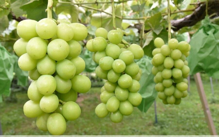 Hai người phụ nữ Việt ở Nhật bị bắt vì ăn trộm nho, hành hung quản lý Ảnh 2