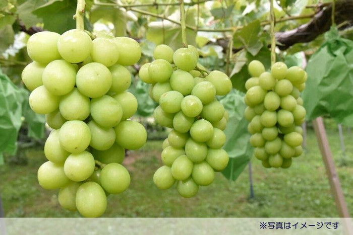 Loại nho đắt tiền bị hai người phụ nữ Việt ở Nhật trộm. 