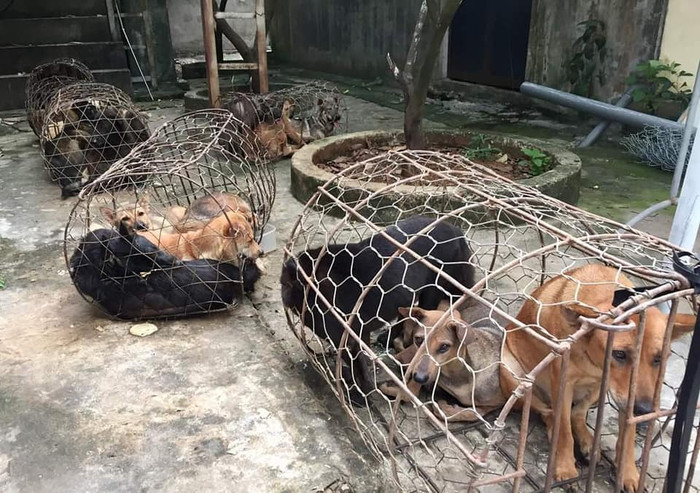 Mỗi đêm hai nhóm “câu” được nửa tạ chó