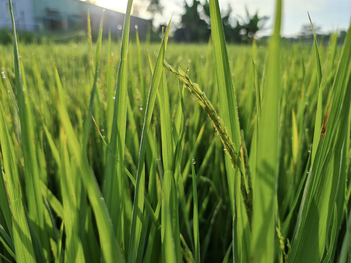 Lấy nét gần vào chủ thể nhỏ như bông lúa này trước đây khá khó khăn với camera của S20 Ultra, nay mọi thứ đã dễ dàng trên đại diện cao nhất dòng Galaxy Note