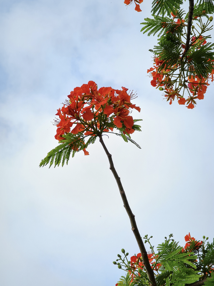 Nhành hoa phượng trên cao trước đây chúng ta chỉ có thể đứng nhìn được camera tele của Note20 Ultra bắt trọn