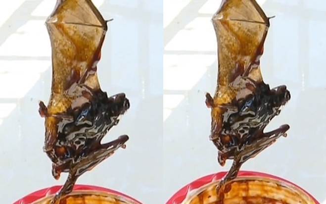 Dùng dầu hào suốt 4 tháng, gia đình mới tá hỏa phát hiện xác dơi dưới đáy lọ Ảnh 2