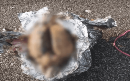 Phát hiện 'bộ não' bí ẩn dạt bờ biển ở Mỹ Ảnh 2