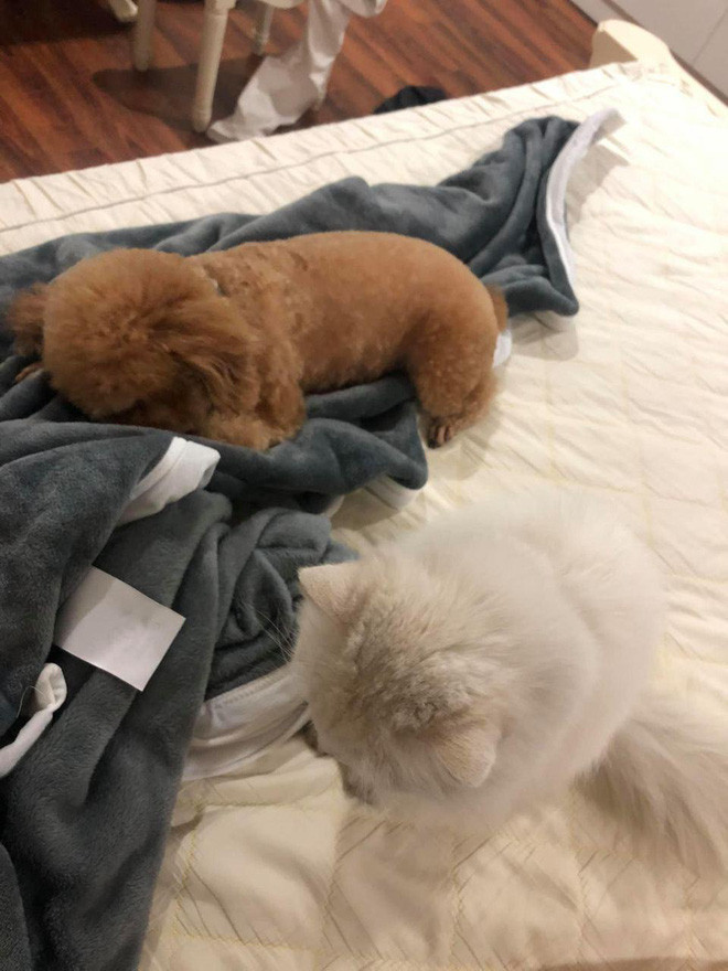 Hình ảnh thú cưng mà cả hai đăng tải trên mạng xã hội cũng y hệt nhau.