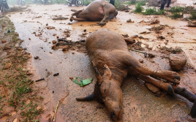 Sạt lở đất sau bão số 5 vùi lấp đàn trâu 8 con ở Nghệ An Ảnh 2