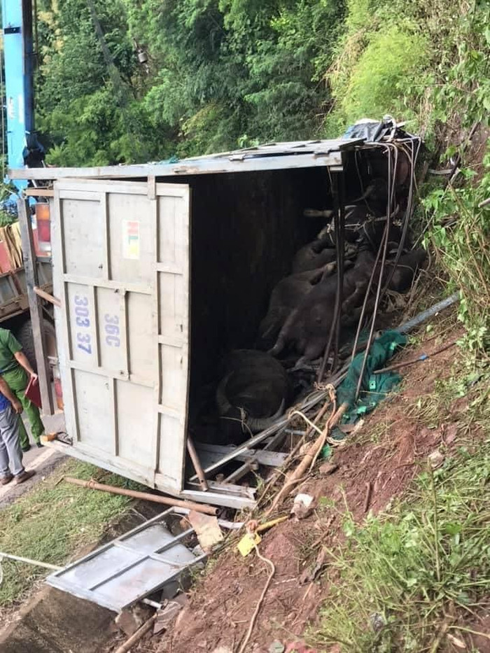 Đàn trâu chết sau tai nạn.