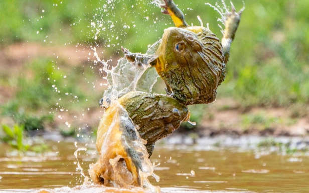 Hai con ếch đực giao chiến dữ dội để giành bạn tình trong cảnh tượng vô cùng hiếm gặp Ảnh 2