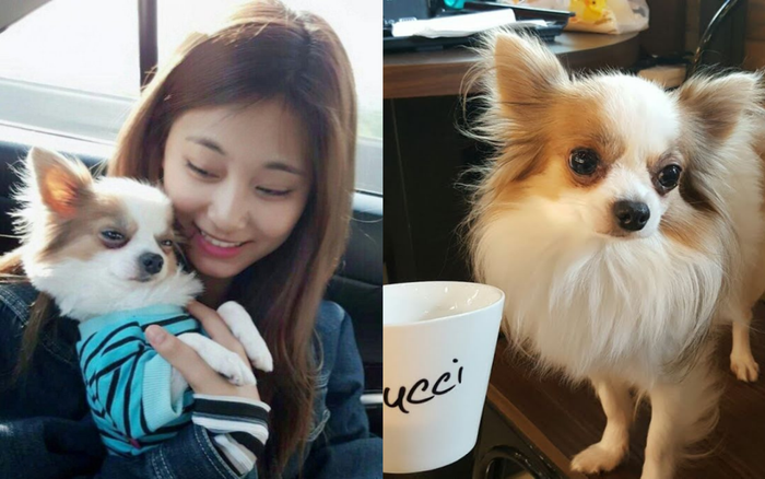 Chú cún cưng nổi tiếng của Tzuyu (TWICE) - Gucci - qua đời ở tuổi 11 Ảnh 2