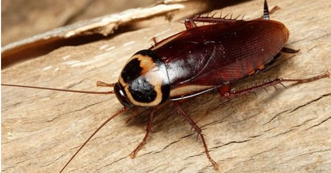 Ai mà ngờ có ngày gián cũng làm đồ ăn được