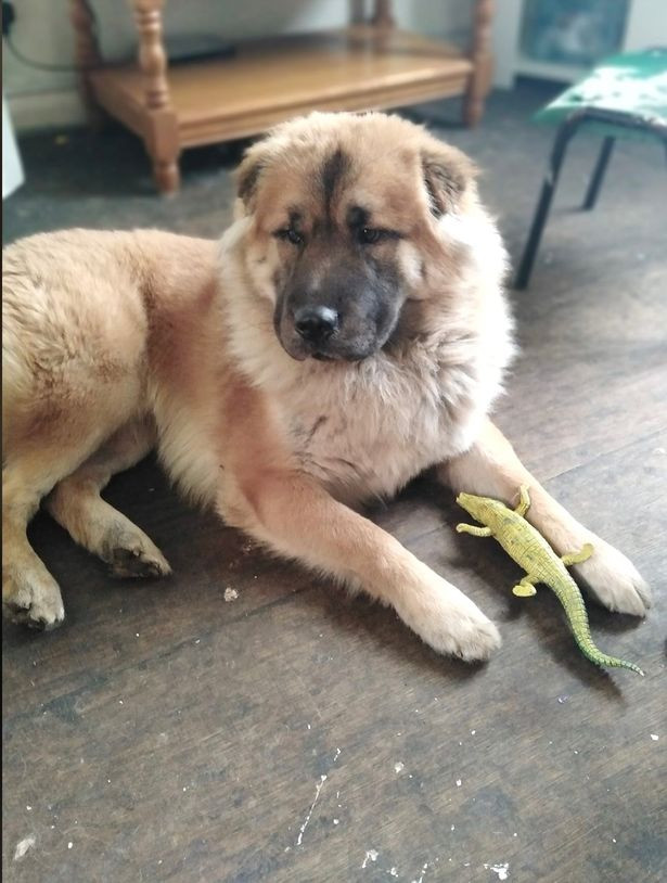 Elon bị cắn chết bởi một trong những con chó cưng của gia đình.