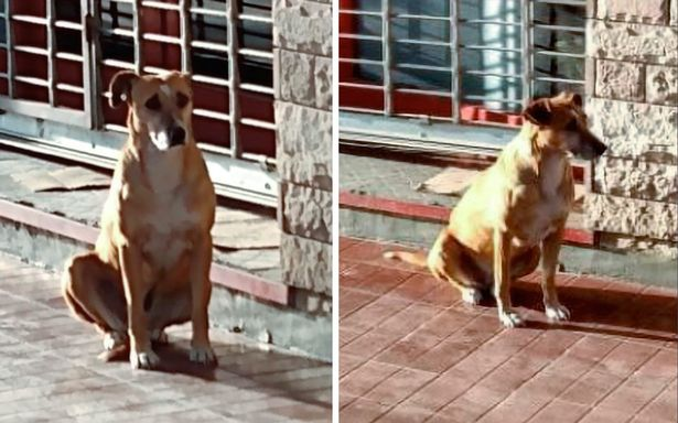 Không biết chủ nhân qua đời, nàng chó trung thành ngồi đợi suốt một tuần ngoài hiệu sách Ảnh 2