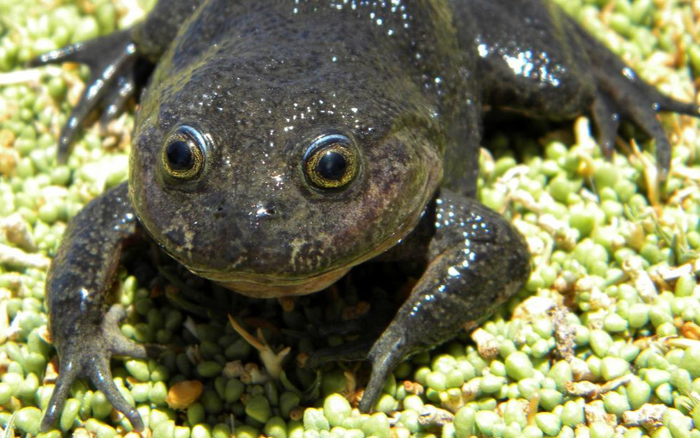 'Ếch ma' biến mất hơn 80 năm bất ngờ tái xuất tại ốc đảo ở Chile Ảnh 2