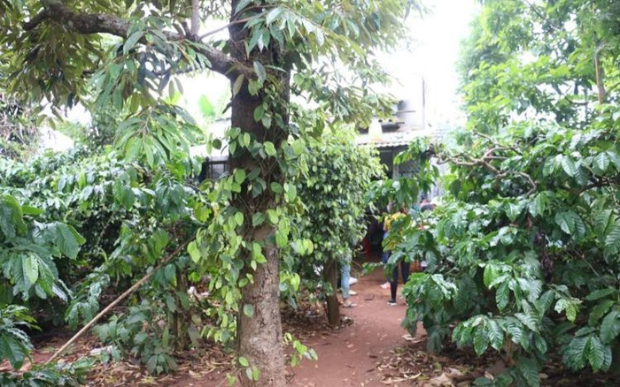 Mâu thuẫn với vợ, người đàn ông đem con gái 3 tuổi vào rẫy cà phê sát hại rồi tự tử Ảnh 2