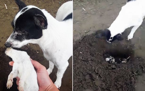 Xúc động cảnh tượng chó mẹ trực tiếp chôn chó con đã chết Ảnh 2