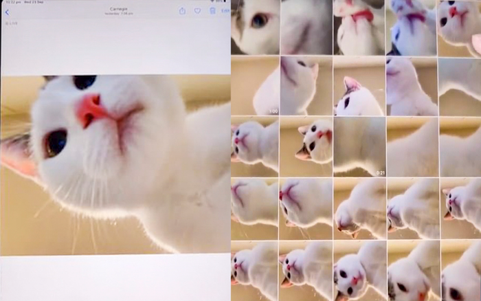 Chú mèo trở thành hiện tượng mạng nhờ loạt ảnh selfie bằng iPad Ảnh 2