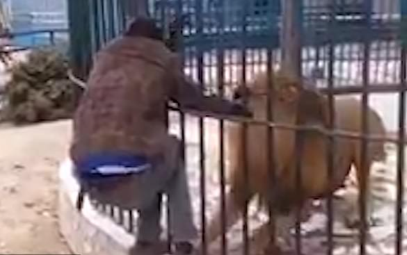 Sư tử trong chuồng cắn tay người đàn ông 'dám trêu ngươi' Ảnh 2