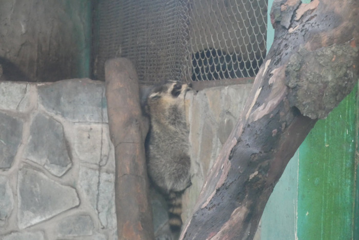 Chuyện hy hữu về chú gấu mèo Mỹ 'vượt biên' sang Việt Nam Ảnh 4